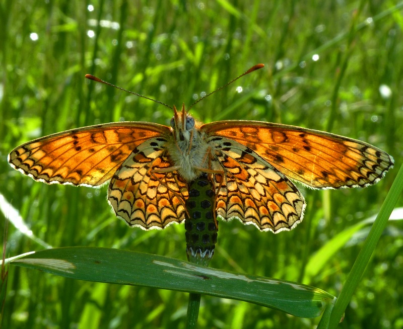 Melitaea phoebe / ornata